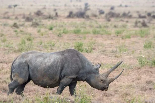Black rhino numbers start to recover