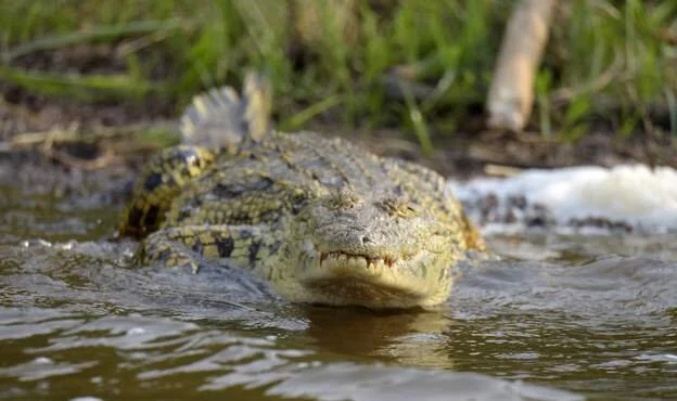 Rwandan who defied lockdown eaten by crocodile