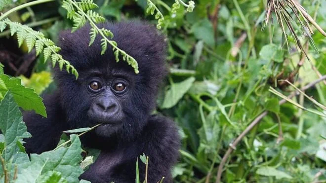 Great apes have been put on lockdown against the threat of coronavirus