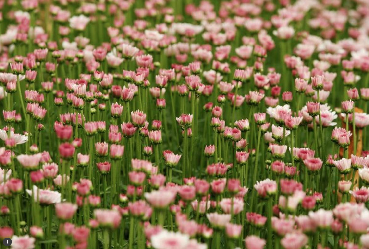 No bed of roses: East Africa’s female flower workers lose jobs as coronavirus hit exports