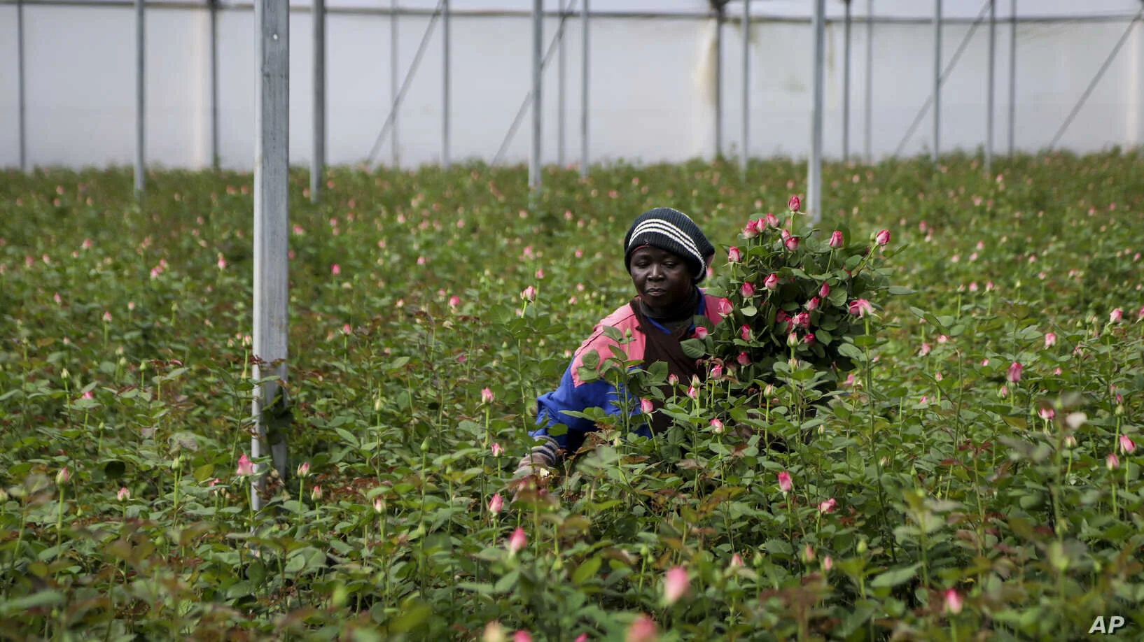 East African flower industry dries up as European market shuts down