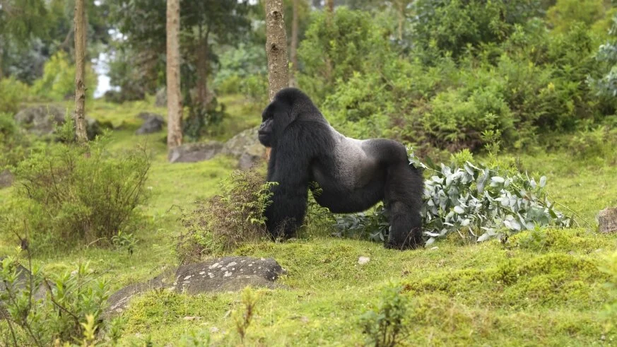 Rwanda unveils virtual tours for mountain gorillas