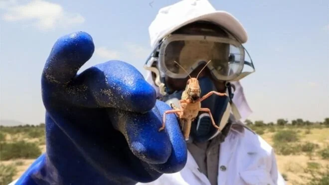 How do you fight a locust invasion amid coronavirus?