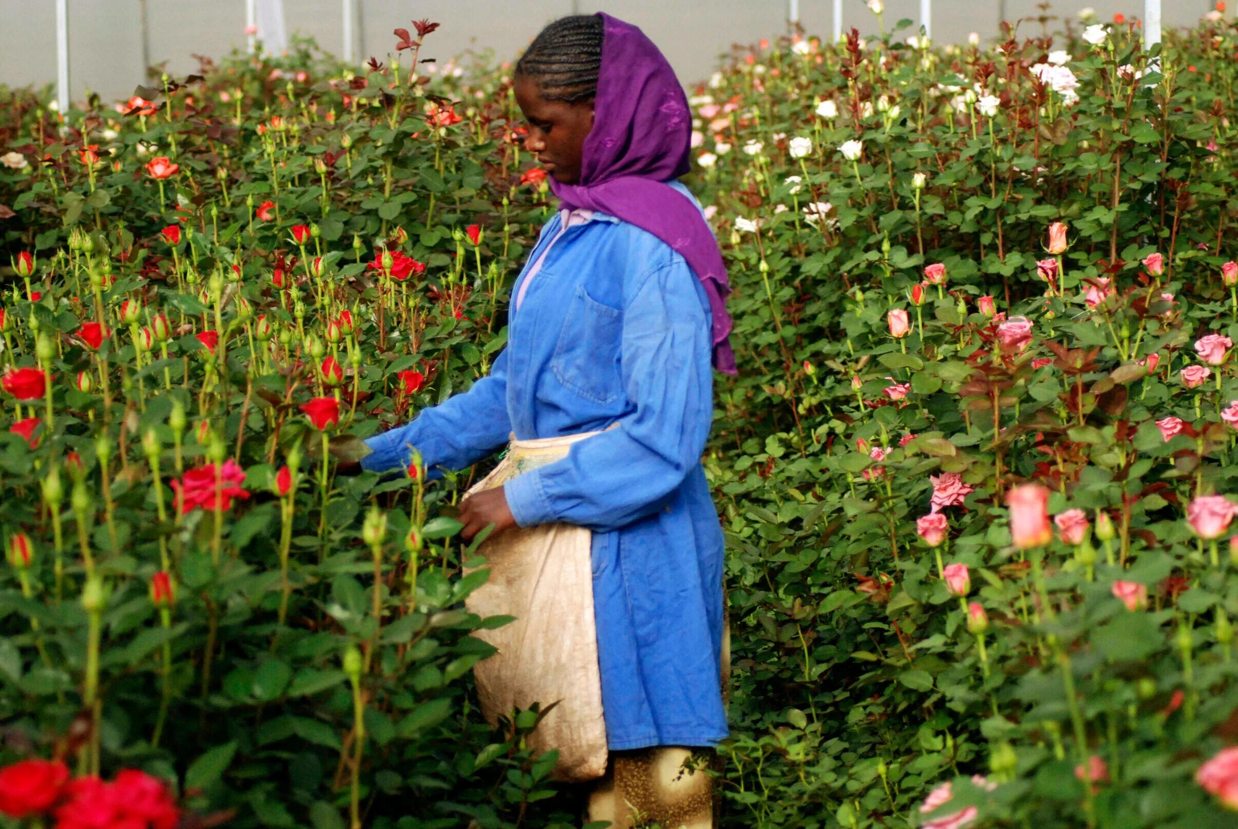 Ethiopia Horticulture Takes $25m Hit Due To COVID-19