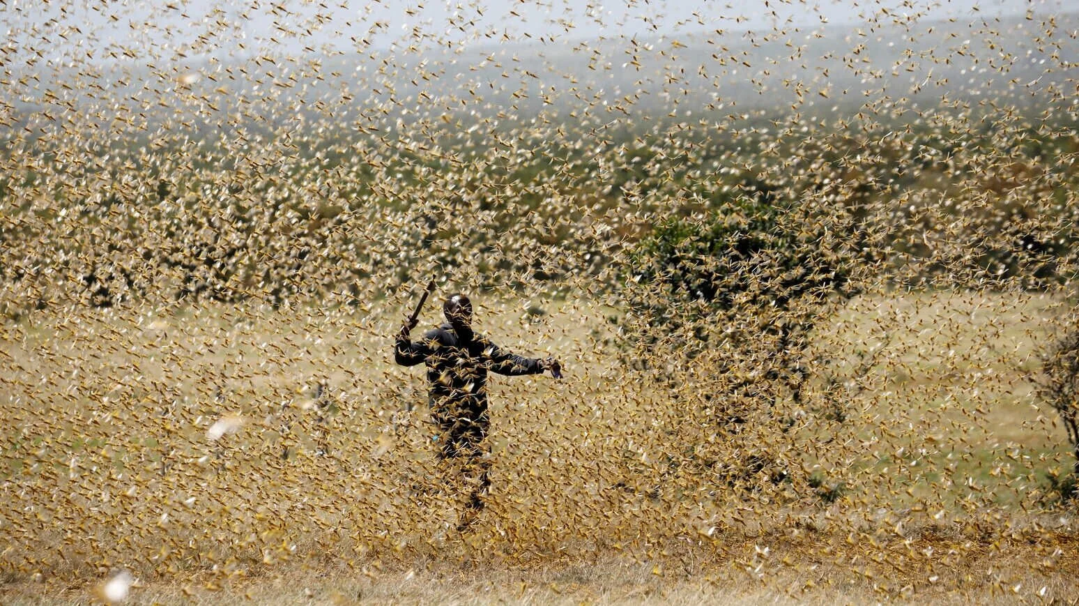 Ethiopia steps up aerial spraying to stop new desert locust invasion