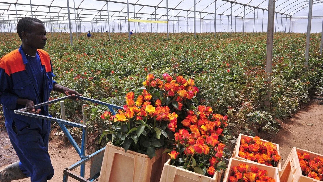 Kenyan Flowers farms seek Sh10bn Covid-19 tax break