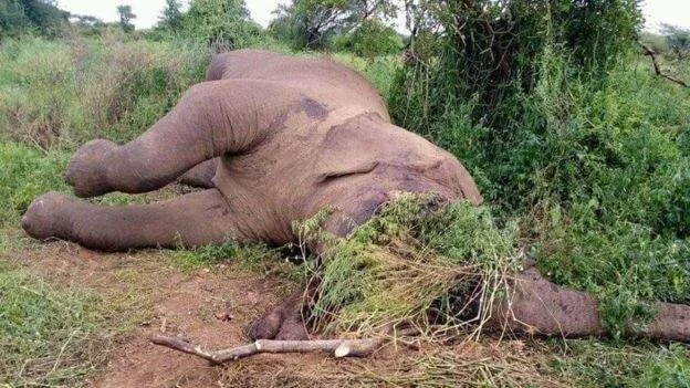 Six elephants killed in poaching 'massacre' in Ethiopia