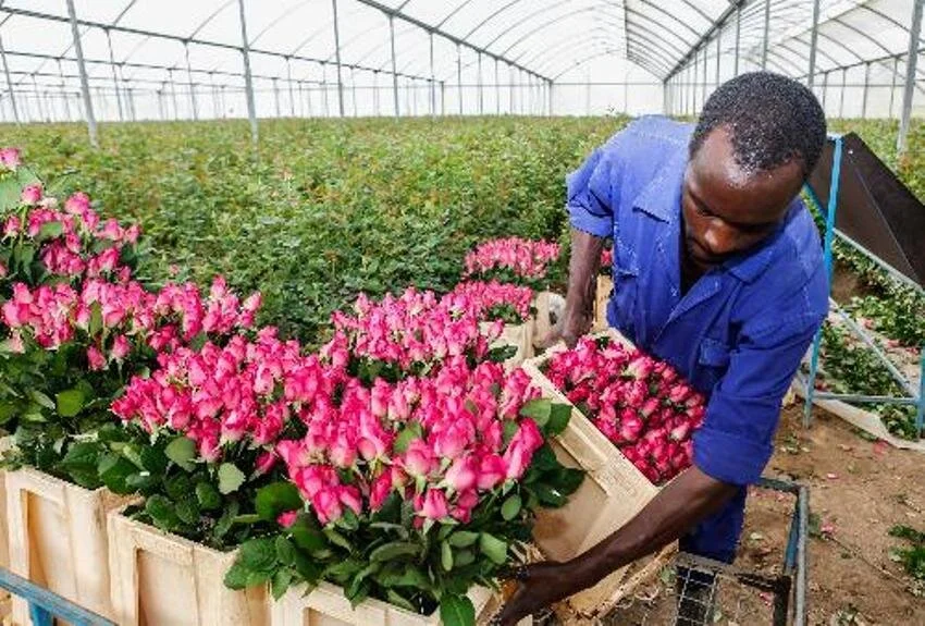 Australian rules cut horticulture exports by 40pc