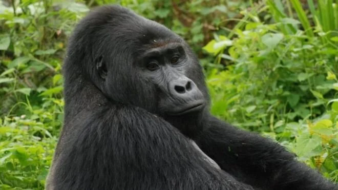 Rafiki, Uganda's rare silverback mountain gorilla, killed by hunters