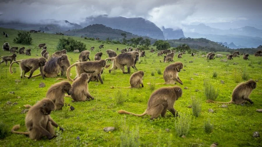 Ethiopia among top seven countries to become preferable tourism destinations in post-COVID-19 world