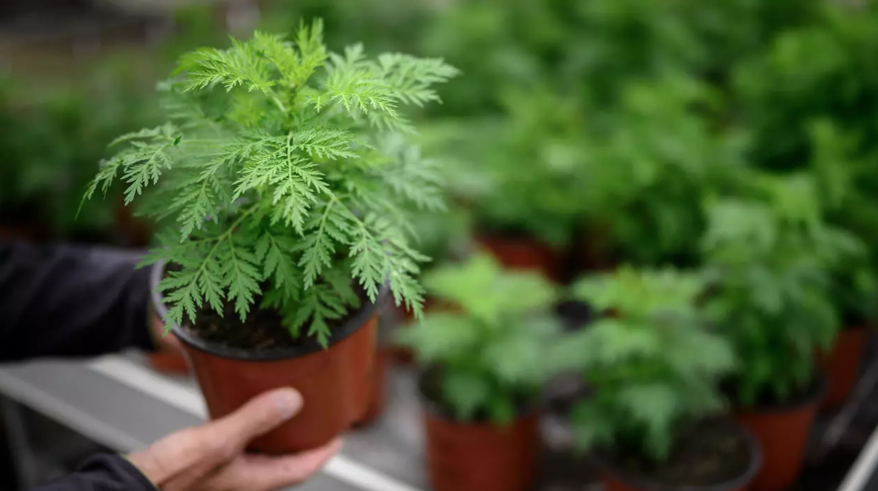 Artemisia shows ‘promise’ against Covid-19 in lab tests, says researchers