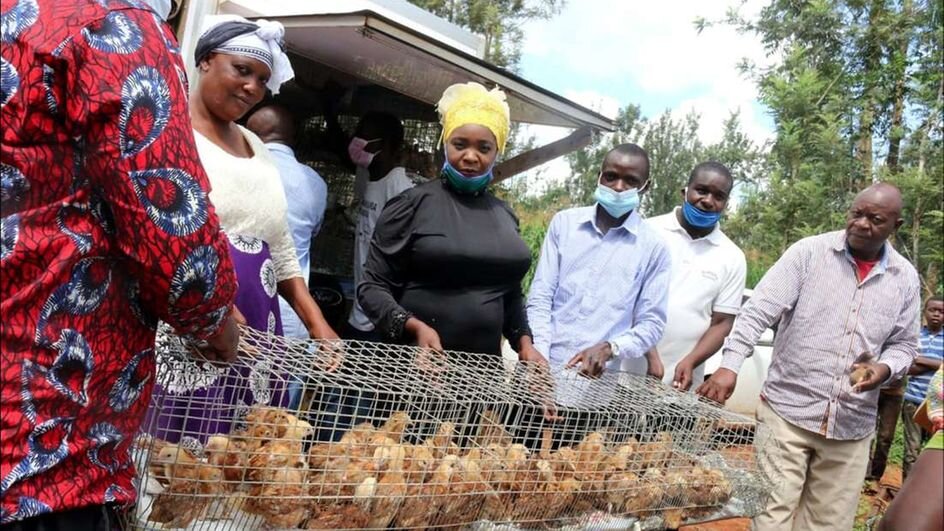Kenya: Poultry farmers get free chicks as Covid-19 bites