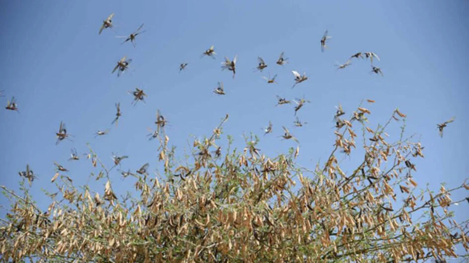 Kenya: Worry As New Swarms of Desert Locusts Roam Turkana County