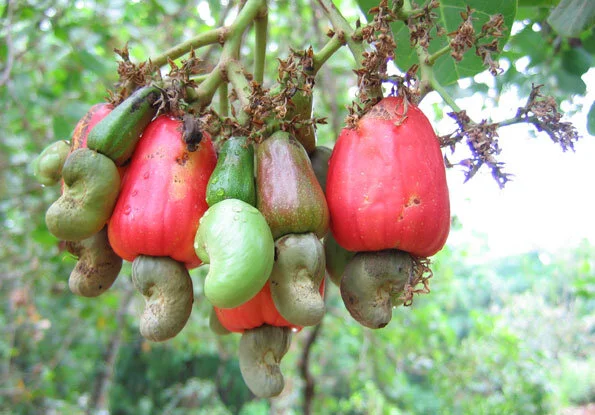 Tanzania government outlines new strategy to boost cashew nut production