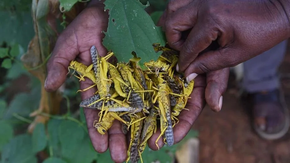 Relief for Kenya in fight against desert locusts as swarms migrate