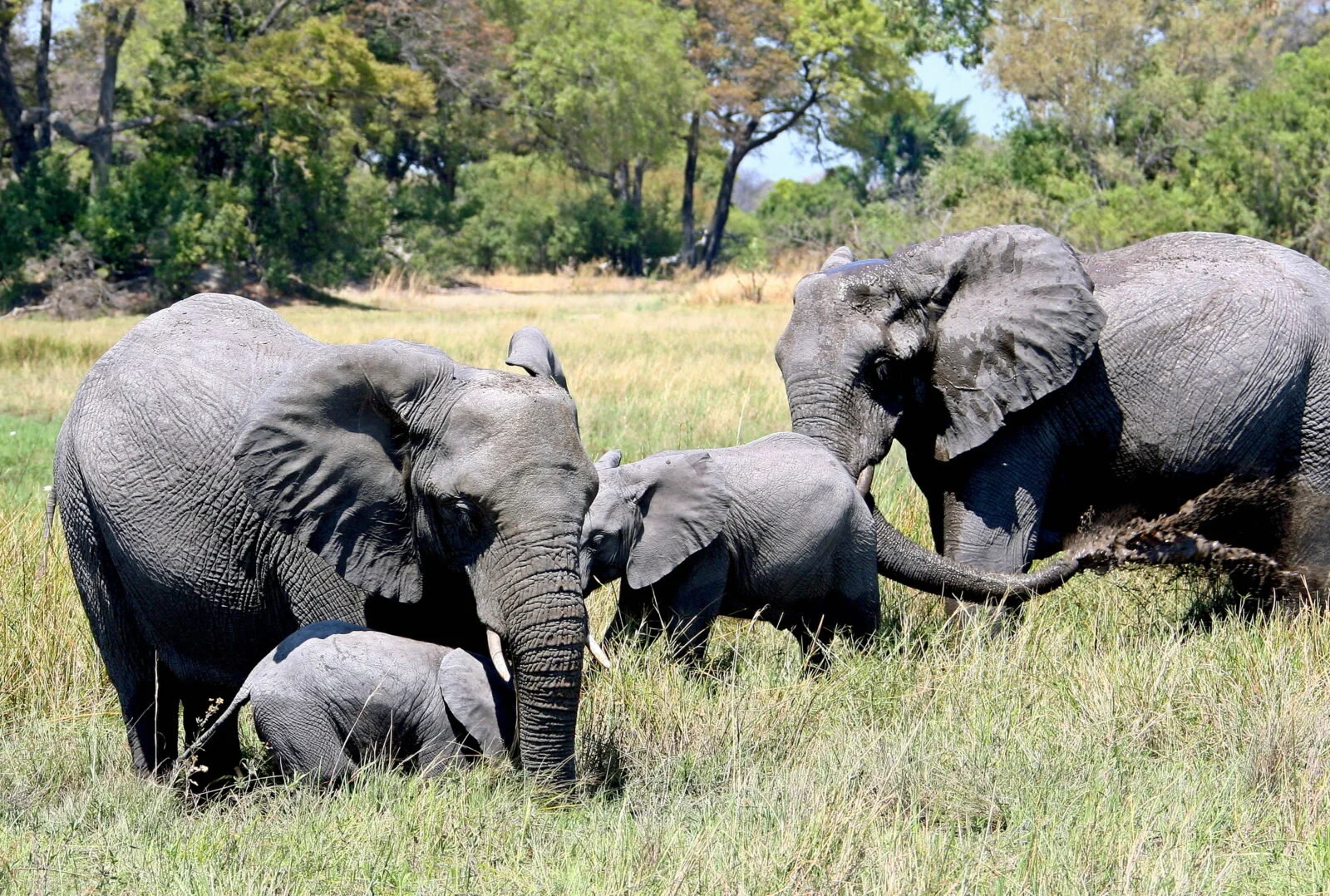 Why Africa must become a Conservation Continent