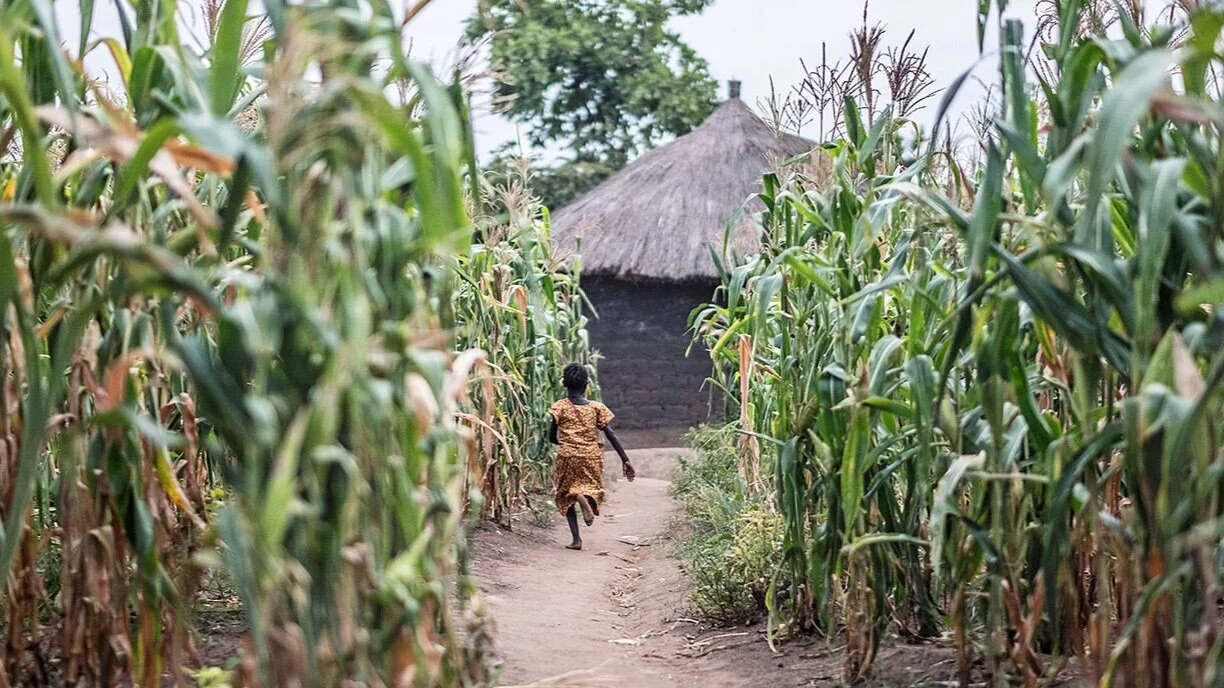 Uganda: Falling maize prices worry farmers as harvest starts