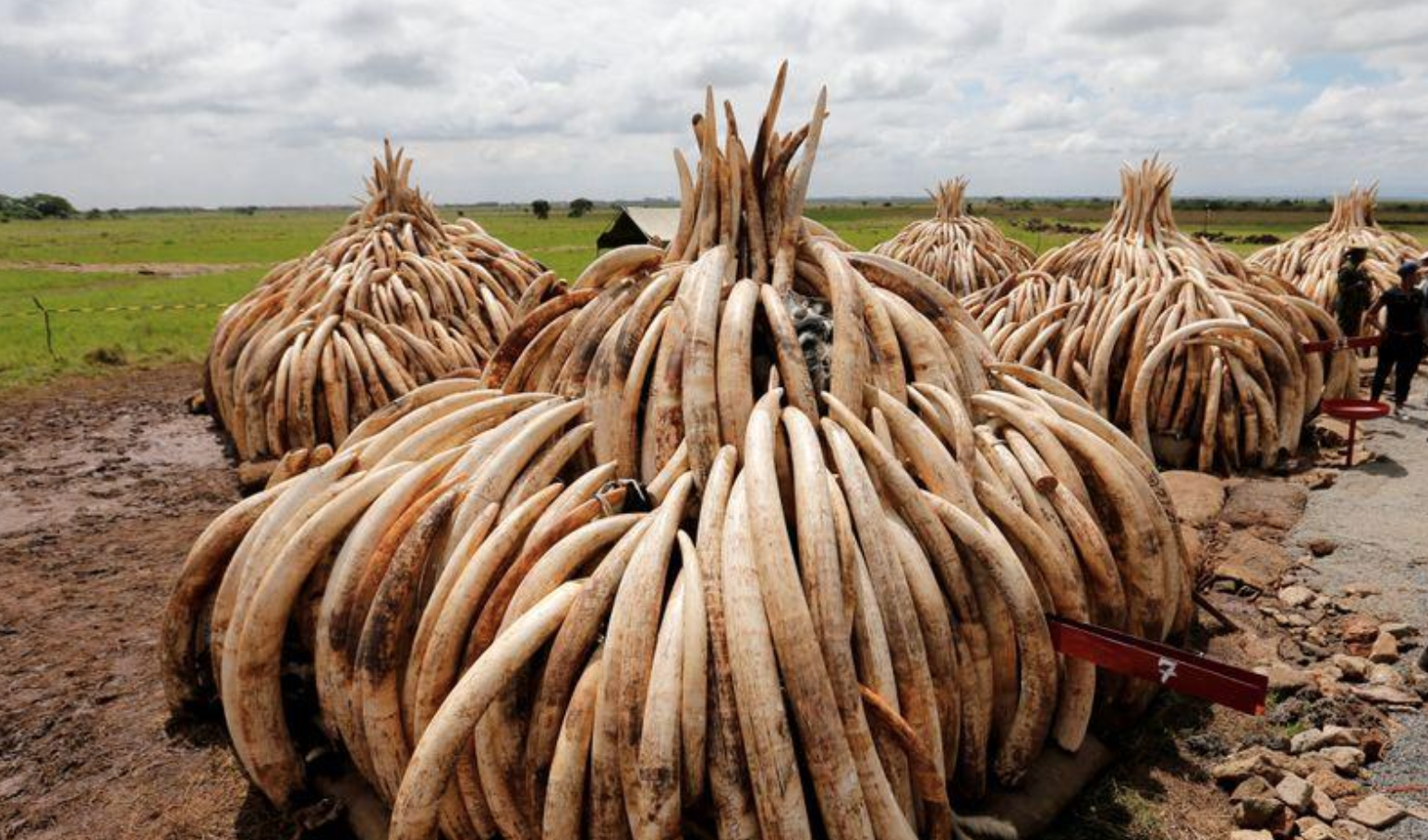 Kenyan police arrest ivory fugitive at airport