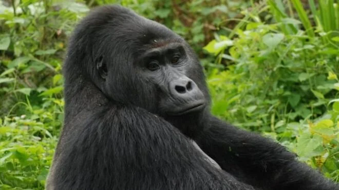 Killer of Rafiki, Uganda’s rare silverback gorilla, jailed