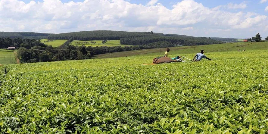 Kenya: Tea auction prices rise as supply falls