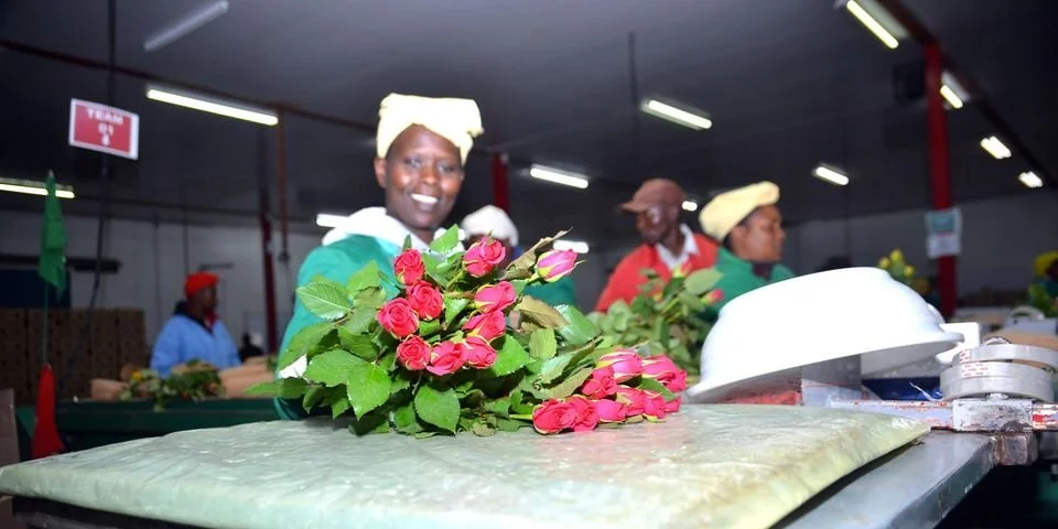 Maina: Kenyan flower industry needs friendly government policies