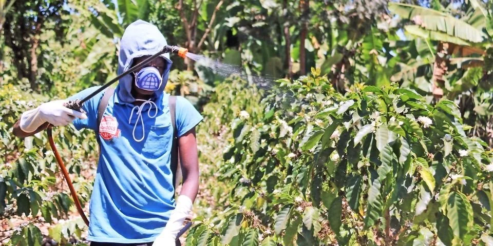 Why Kenyan coffee risks losing its global appeal