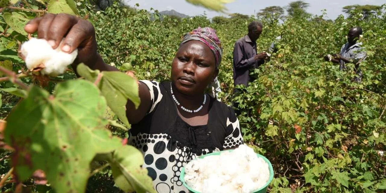 To grow Kenya’s textile industry, we must revive cotton farming
