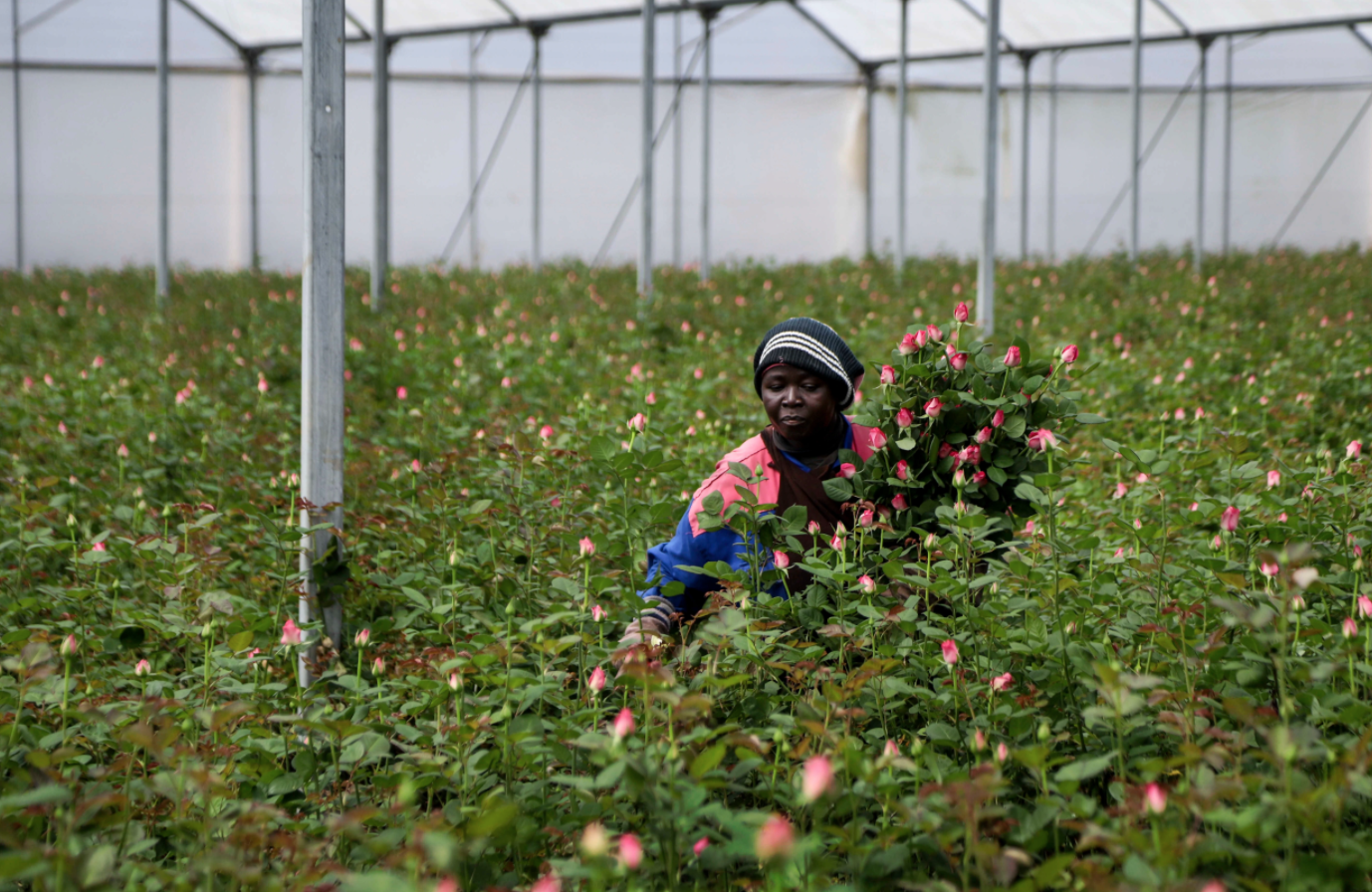 EAC losing billions due to poor value addition in horticulture, leather goods