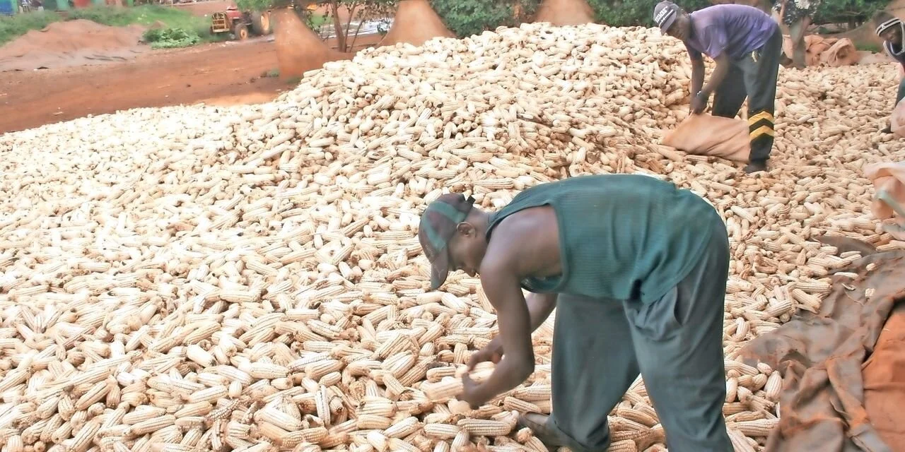 Food losses hit Sh72 billion annually, FAO report says