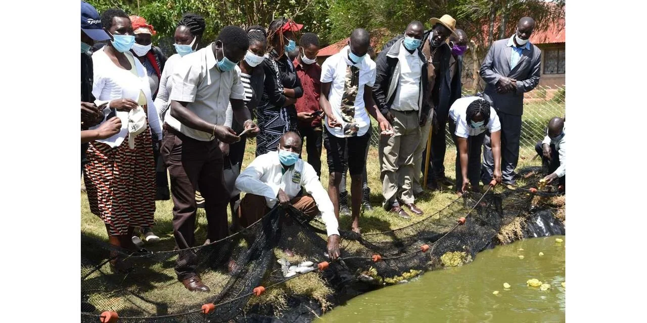 Kenya: Fish imports from China drop by half to Sh993m