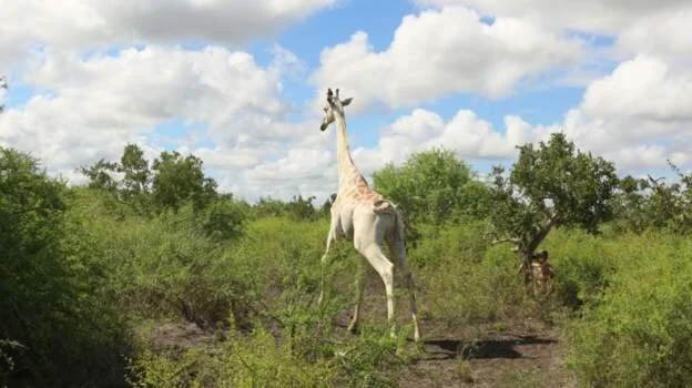 ‘World’s only white giraffe’ fitted with tracking device