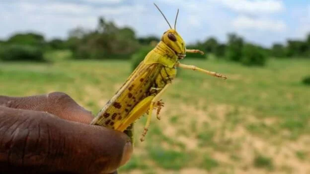 Fears of locust swarms return in East Africa