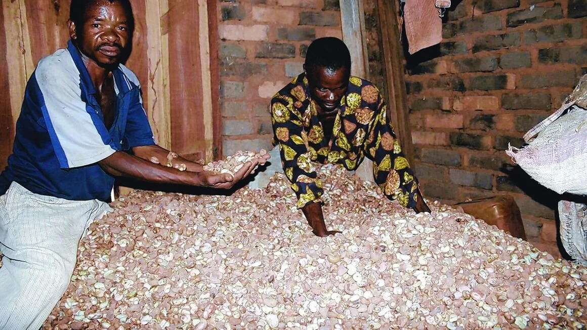 Tanzania: Cashew production projected to fall short of target by over 20pc