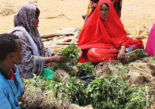 Frosty Somalia-Kenya ties hurt khat trade