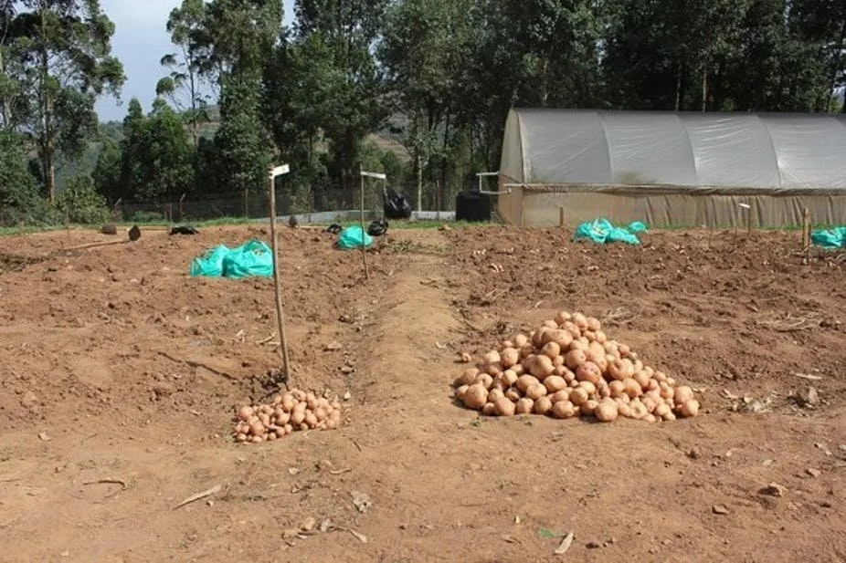 Why a new potato variety could be a&nbsp;game-changer&nbsp;for farmers in East&nbsp;Africa