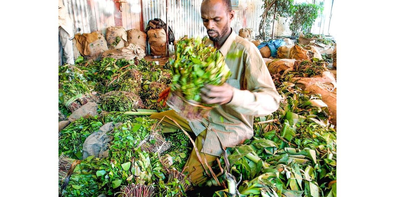 Kenya seeks miraa markets as Somalia dispute persists