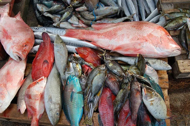 New artisanal fishing plan seeks to shore up stocks near Seychelles’ main island