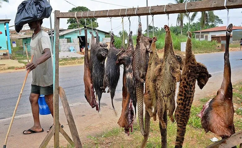 Tanzania legalises sale of bushmeat 