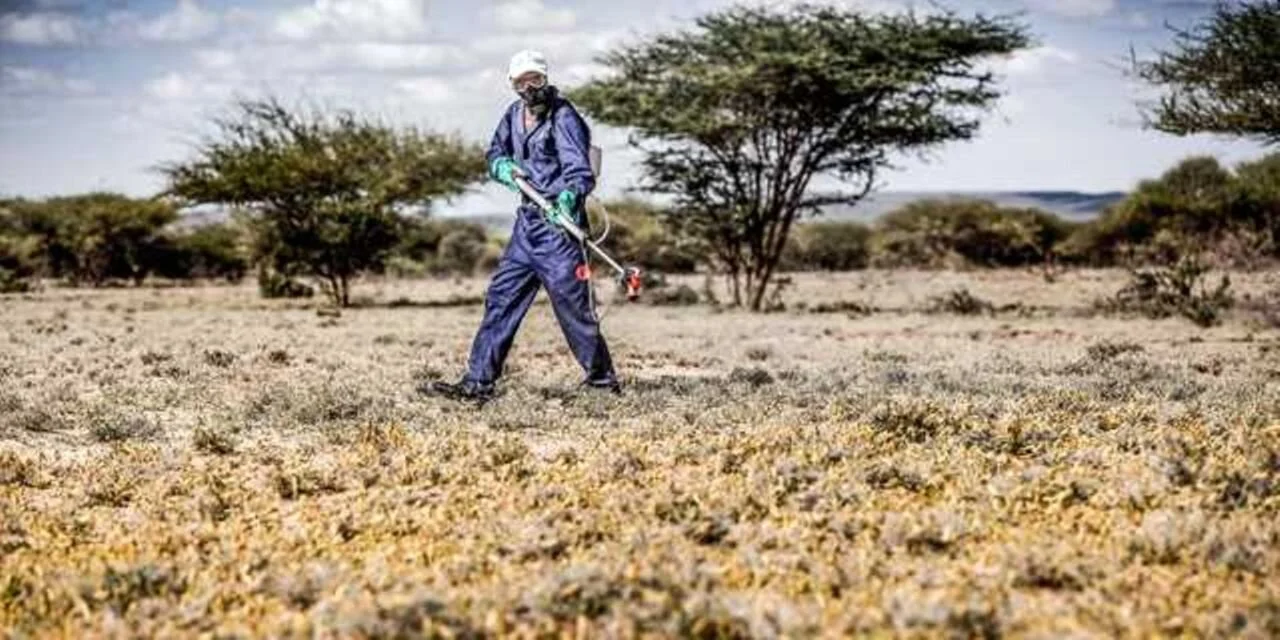 Kenya: UN releases Sh164m for fight on locust upsurge