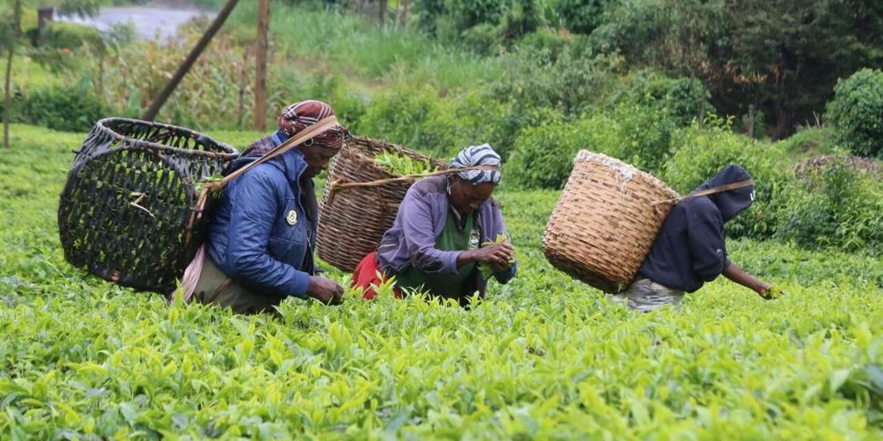 Kenya: Multinationals challenge parts of the new tea law