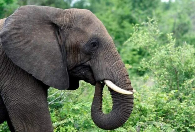 Kenyan man denies ivory trading charges in US court