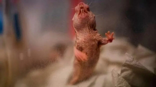Africa’s naked mole rat colonies have own dialects