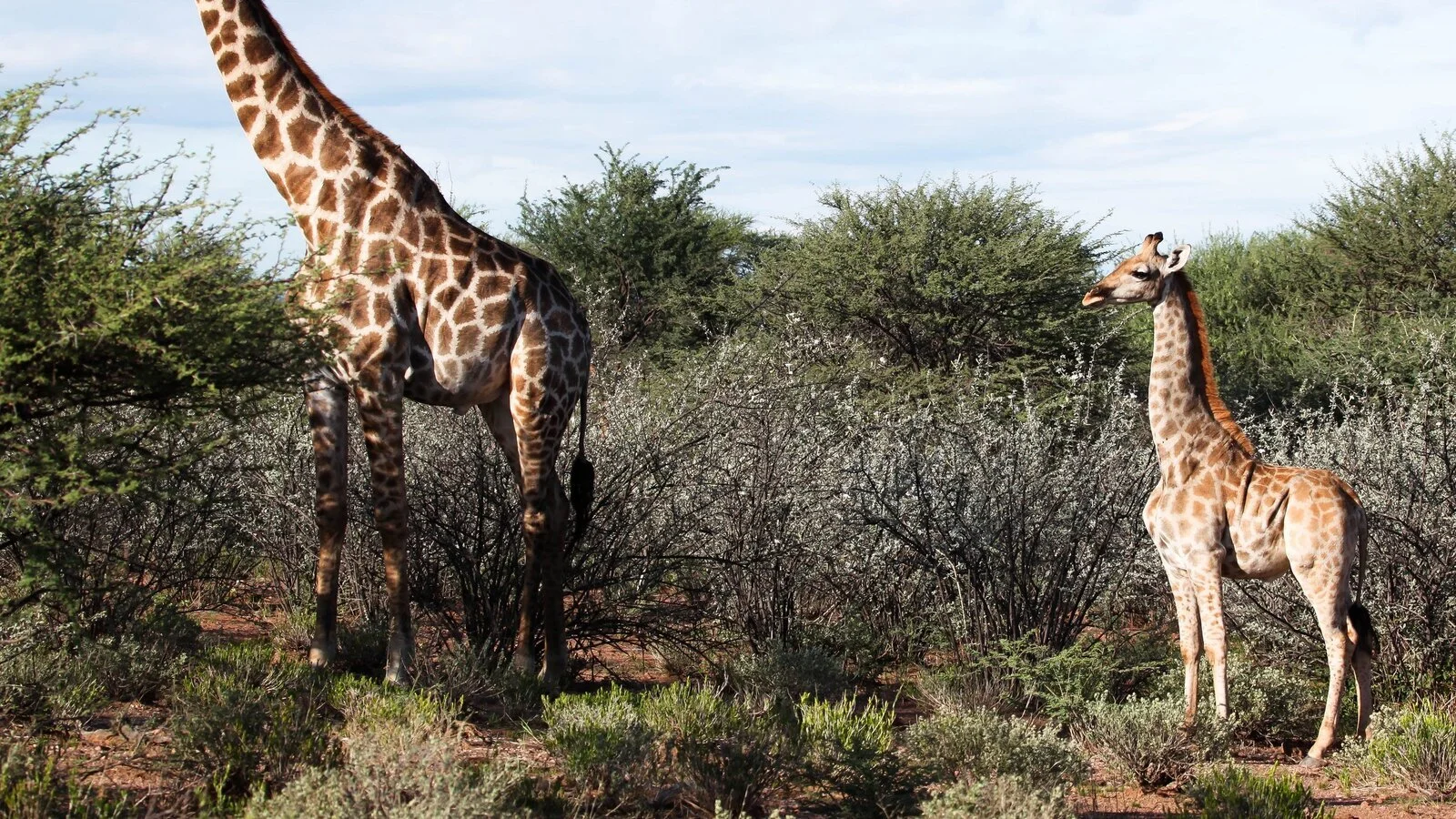 Uganda: A first as researchers spot two dwarf giraffes among towering populations