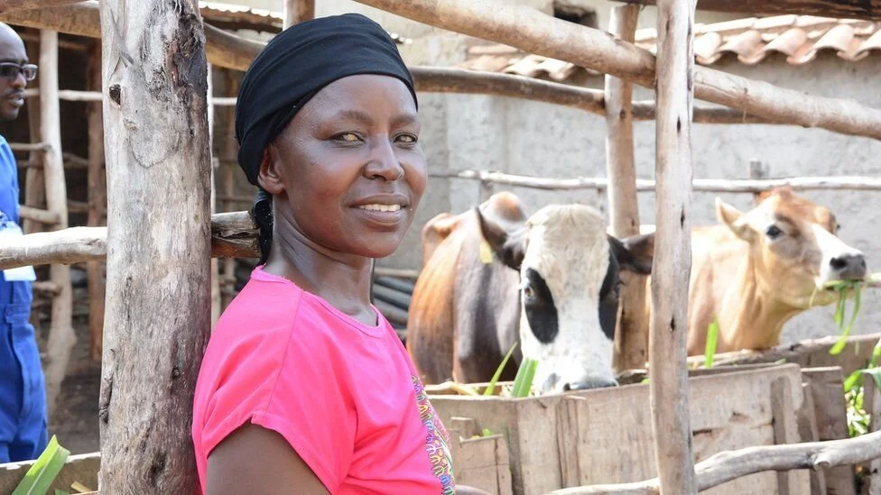 The Jersey cow helping Rwandan widows rebuild their lives
