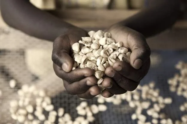 Burundi bans maize imports for six months