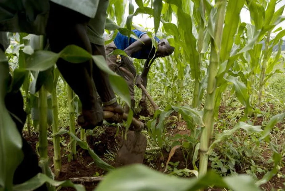 Why maize is causing trade tensions between Kenya and its&nbsp;neighbours