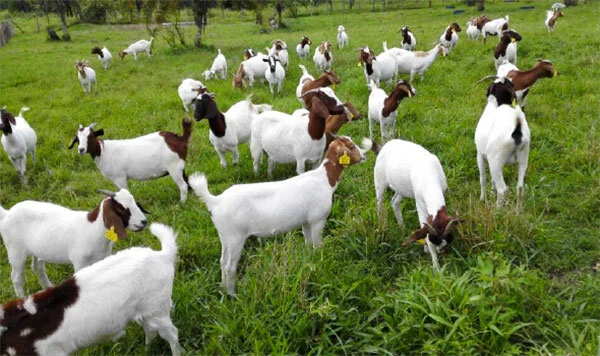Uganda to start making HIV tablets from goat milk