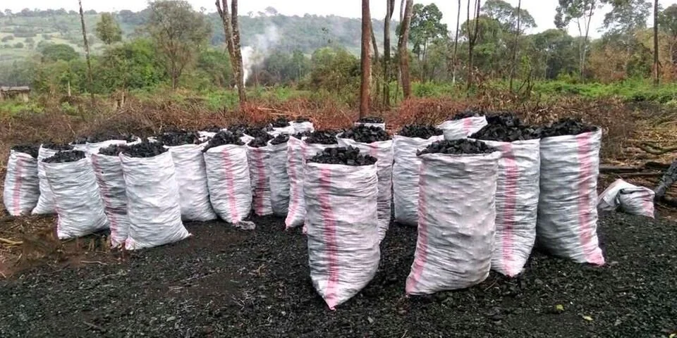 Kenya overtakes Somalia as main exporter of charcoal in the region