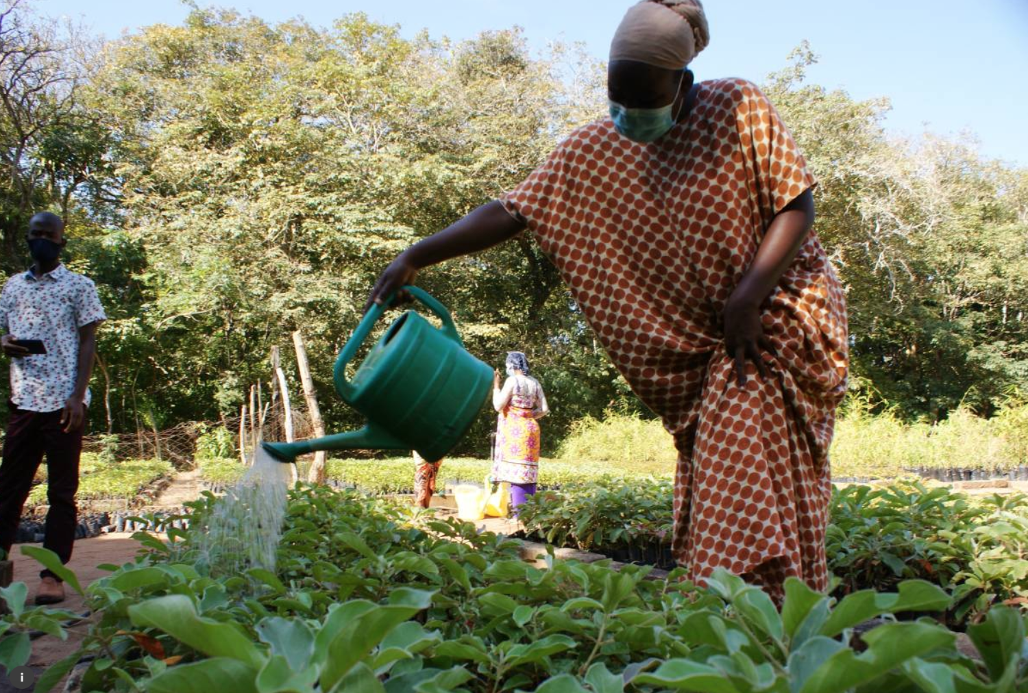 Armed with phones and seeds, jobless Kenyans tackle illegal logging