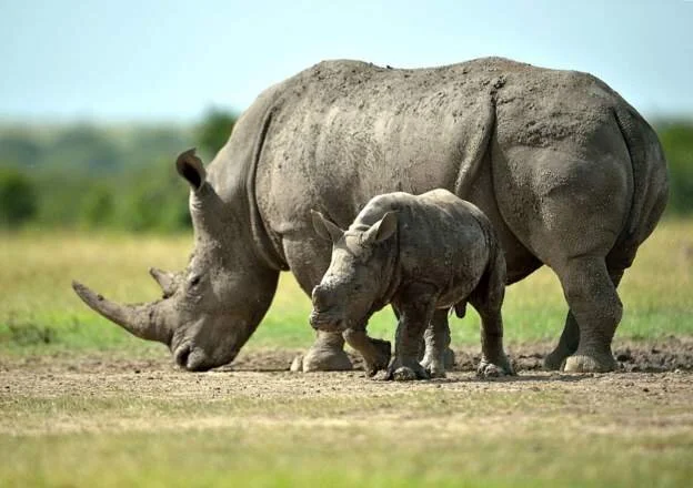 Uganda shuts its only wild rhino sanctuary to public
